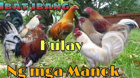 quality na manok panabong|Iba’t ibang uri ng manok na panabong .